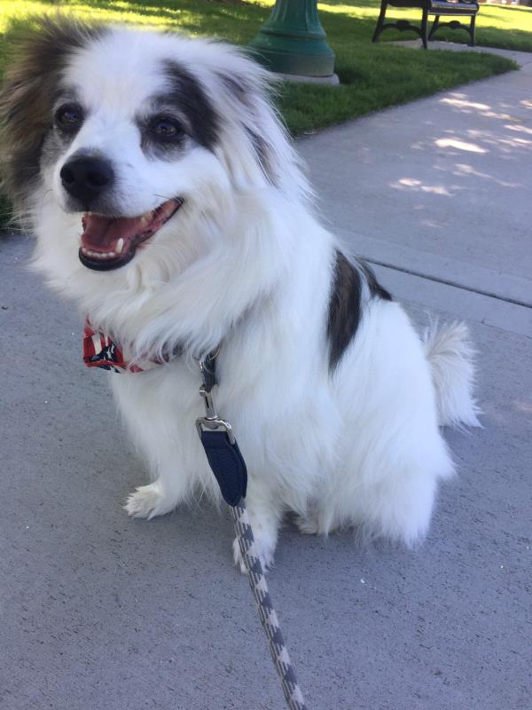 /Images/uploads/Humane Society of Utah/HSU2018/entries/4613thumb.jpg